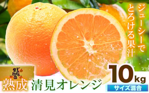 熟成 清見オレンジ 10kg(サイズ混合) どの坂果樹園《2026年3月上旬-5月中旬頃出荷》 和歌山県 日高町 清見オレンジ 旬 柑橘 フルーツ 果物 オレンジ 熟成
