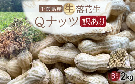 【先行受付・9月上旬より順次発送！】【訳あり】Qナッツ 生落花生 2kg ／ふるさと納税 落花生 生 生落花生 Qナッツ Qなっつ 新品種 希少  訳あり 訳アリ 家庭用 お徳用 旬 季節限定 あっさり 香ばしい 甘い 塩ゆで おやつ おつまみ 千葉県 山武市 SMAH016