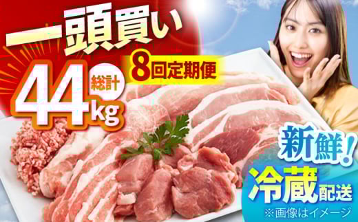 【8回定期便】ええやん さくらポーク 小林ファーム一頭買い 総計44kg /亀山市/小林ファーム [AMAB064]