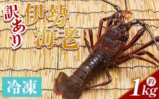 伊勢海老 1kg(1～4匹) 冷凍 - 訳あり 国産 エビ えび 海鮮 魚介 産地直送 プリプリ 味噌汁 刺身 焼き物 汁物 えび蔵 高知県 香南市 冷凍 10000円以上 1万円以上 eb-0006