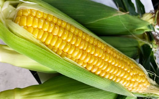 朝採りとうもろこし 恵味ゴールド 10本入り 【2025年7月上旬-8月上旬発送予定】 2150188 - 大分県竹田市
