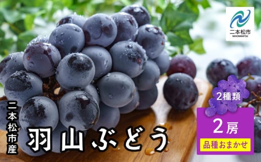 《2025年9月初旬以降発送》羽山のぶどうおまかせ 2房（1.4kg） ブドウ ぶどう 葡萄 フルーツ 果物 人気 ランキング おすすめ ギフト 故郷 ふるさと 納税 福島 ふくしま 二本松市 送料無料【羽山果樹組合】 421650 - 福島県二本松市