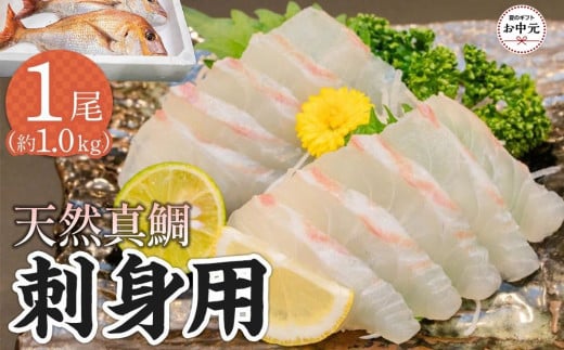 【お中元ギフト】天然真鯛 刺身用（4人～5人前）