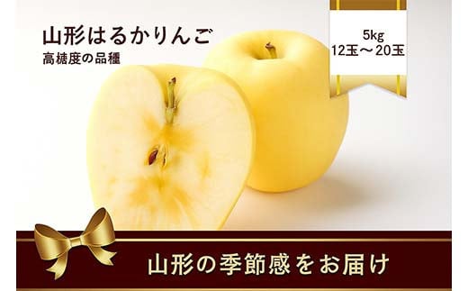 山形県産 はるかりんご 5kg 12玉～20玉 高糖度のりんご FSY-2188 2156802 - 山形県山形県庁
