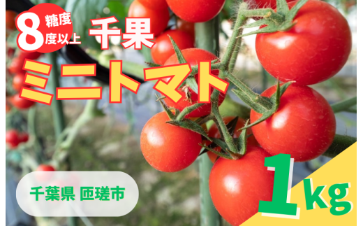 ミニトマト （ 千果 ) 1kg ／ ミニトマト トマト フルーツトマト 千果 野菜