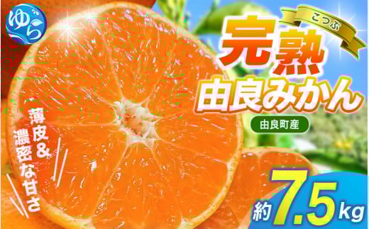 【先行予約】薄皮で濃い甘さ！完熟由良みかん【こつぶ】7.5kg×1箱（2Sサイズ）和歌山県由良産※2025年11月下旬頃から順次発送予定(お届け日指定不可) / 柑橘 ミカン 蜜柑 甘い 由良町 フルーツ 果物 くだもの 食品 人気 おすすめ 産地直送 由良町【ktym006】 479911 - 和歌山県由良町