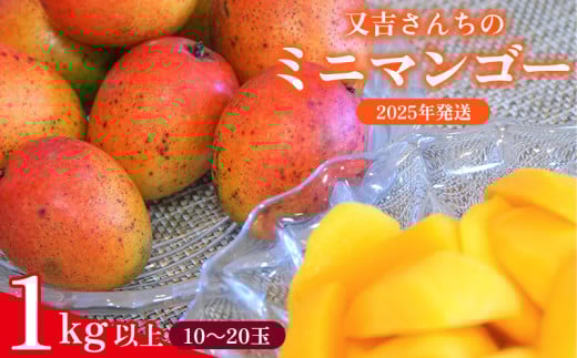 【2025年発送】又吉さんちのミニマンゴー　1kg以上　 甘い 芳醇 完熟 マンゴー ミニマンゴー みにまんごー 希少 デザート フルーツ アーウィン あまい おいしい ジューシー 南国 高級 まんごー 沖縄 国産マンゴー 沖縄県 東村