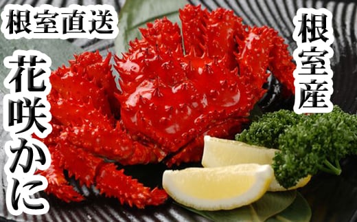 B-30002 【北海道根室産】花咲かに500g前後~650g前後×2尾 362676 - 北海道根室市