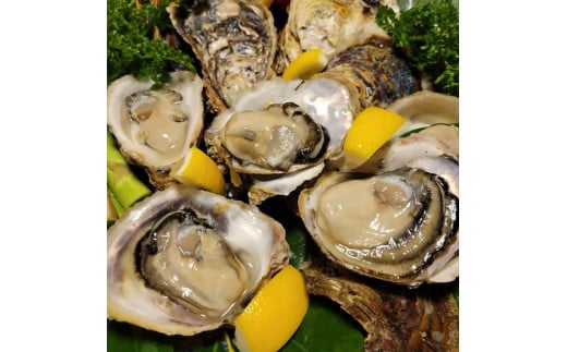 【先行予約 2025年7月20日より発送】奥尻島産養殖岩ガキ【Mサイズ】殻付き　10個入り（加熱食用）～豊かな海が育てた海の宝石～ OKUY001