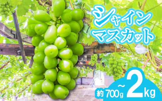 [早期予約]朝採りシャインマスカット 1房から4房 約700gから約2kg 名峰讃岐富士育ち 煌めきの果実 マスカット シャインマスカット ぶどう 葡萄 ブドウ フルーツ 果物 くだもの 果実 フルーツ 旬 旬の果物 デザート スイーツ おやつ ゼリー ジュース 人気果物 人気フルーツ ランキング 香川 丸亀