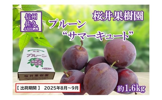 長野県産プルーン『サマーキュート』 家庭用 約1.6kg（400g×4）〈2025年8・9月出荷／北海島・沖縄・離島は配送不可〉信州 果物 旬彩 先行予約 期間限定 国産 【 フルーツ 長野県 佐久市 桜井果樹園 】 1408747 - 長野県佐久市