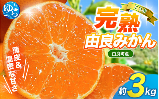 【先行予約】薄皮で濃い甘さ！完熟由良みかん【こつぶ】3kg×1箱（2Sサイズ）和歌山県由良産※2025年11月下旬頃から順次発送予定(お届け日指定不可) / 柑橘 ミカン 蜜柑 甘い 由良町 フルーツ 果物 くだもの 食品 人気 おすすめ 産地直送 由良町【ktym004】 2118464 - 和歌山県由良町