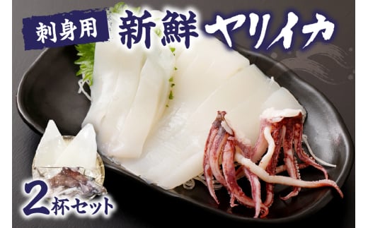 刺身用　新鮮ヤリイカ2杯セット(宗像鐘崎産)【マルケイ水産】_HA0416