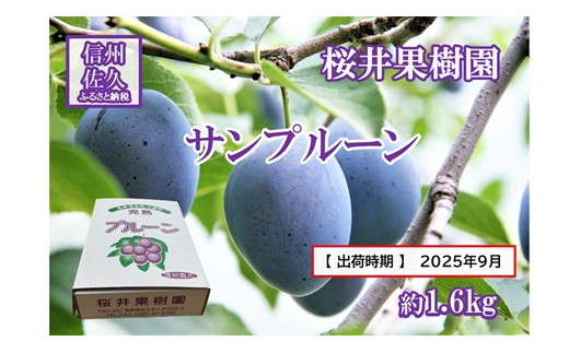 長野県産プルーン『サンプルーン』 家庭用 約1.6kg（400g×4）〈2025年9月出荷／北海島・沖縄・離島は配送不可〉信州 果物 旬彩 先行予約 期間限定 国産 【 フルーツ 長野県 佐久市 桜井果樹園 】 1408748 - 長野県佐久市