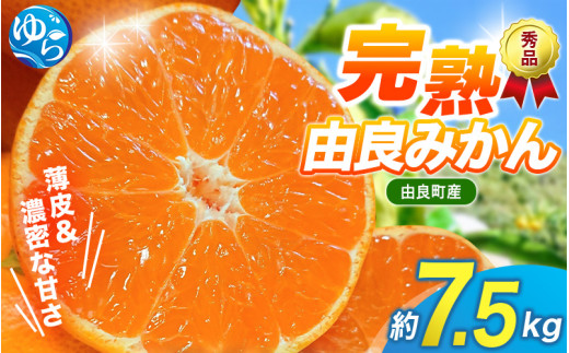 【先行予約】薄皮で濃い甘さ！完熟由良みかん【秀】7.5kg×1箱（混サイズ）和歌山県由良産※2025年11月下旬頃から順次発送予定(お届け日指定不可) / 柑橘 ミカン 蜜柑 甘い 由良町 フルーツ 果物 くだもの 食品 人気 おすすめ 産地直送 由良町【ktym009】 479909 - 和歌山県由良町