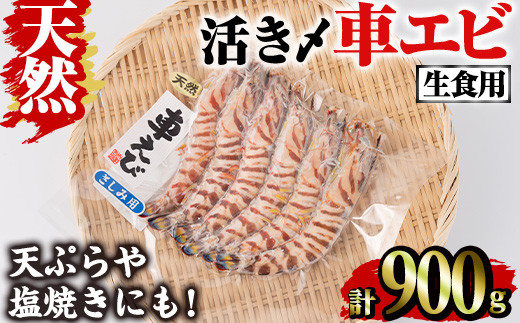 天然 活き〆車エビ 生食用 (計900g)  エビ 海老 車海老 車エビ 冷凍 刺身 さしみ 天ぷら 塩焼 バーベキュー 国産 大分県産 大分県 鶴見食賓館 【opad008】【鶴見食賓館】 2152096 - 大分県大分県庁