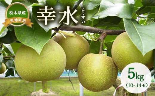 梨 幸水 約5kg（10~14玉）　※離島への配送不可　※2025年8月上旬～8月下旬頃に順次発送予定