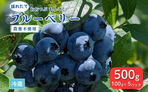 採れたて ブルーベリー 500g (100g×5パック) 農薬不使用 大粒 とれたて 生【121237-002-01】