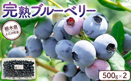 完熟 ブルーベリー500g×2 ｜ 栃木県産 果物 くだもの フルーツ 産地直送 ※離島への配送不可 ※2025年6月下旬～8月下旬頃に順次発送予定