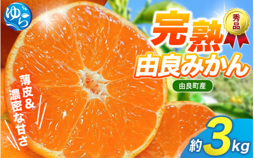 【先行予約】薄皮で濃い甘さ！完熟由良みかん【秀】3kg×1箱（混サイズ）和歌山県由良産※2025年11月下旬頃から順次発送予定(お届け日指定不可) / 柑橘 ミカン 蜜柑 甘い 由良町 フルーツ 果物 くだもの 食品 人気 おすすめ 産地直送 由良町【ktym007】 1009303 - 和歌山県由良町