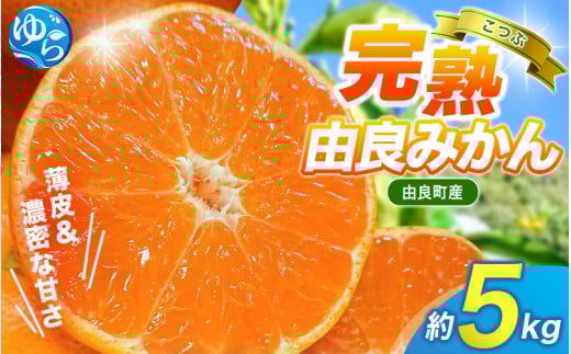 【先行予約】薄皮で濃い甘さ！完熟由良みかん