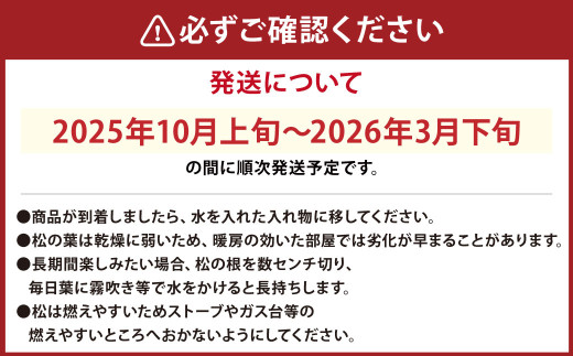 白寿松