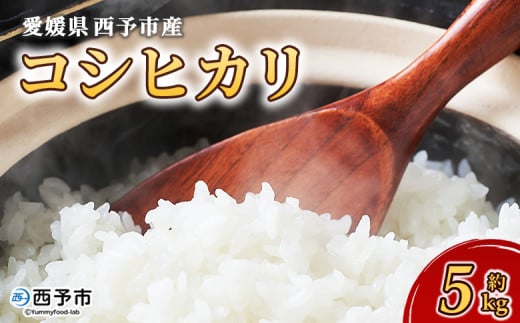 ＜愛媛県西予市産 コシヒカリ 5kg＞ 国産 愛媛県産 宇和町産 こしひかり お米 米 コメ こめ 白米 精米 ご飯 新鮮 5キロ 特産品 もとき農園 愛媛県 西予市【常温】