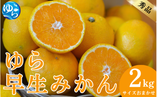 【先行予約】秀品 ゆら早生みかん 2kg サイズおまかせ（2S～L） / 数量限定 ミカン 蜜柑 温州ミカン 柑橘 フルーツ くだもの 産地直送 由良町 和歌山【kjen003】 2153194 - 和歌山県由良町