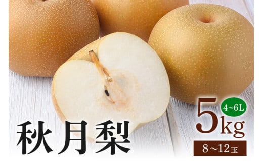 秋月梨 箱込約 5kg(JA新ひたち野)梨 約 8玉 〜 12玉 品種 秋月 あきづき なし ナシ 果物 フルーツ 大玉 6L 5L 4L サイズ 5キロ 9月 発送 秋 旬 産地直送 農家直送 産直 国産 くだもの 甘い 糖度 茨城県産 茨城県 石岡市 (B01-002)