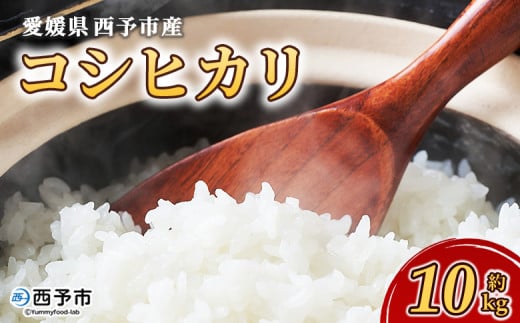 ＜愛媛県西予市産 コシヒカリ 10kg＞ 国産 愛媛県産 宇和町産 こしひかり お米 米 コメ こめ 白米 精米 ご飯 新鮮 10キロ 特産品 もとき農園 愛媛県 西予市【常温】