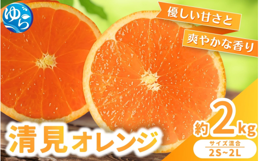 【来シーズン 先行予約】清見オレンジ 約2kg ※2026年3月上旬～順次発送 農家直送 / くだもの  果実  柑橘 果物 フルーツ 国産 和歌山県 由良町 清見  人気 おすすめ 和歌山 甘い きよみ 清見おれんじ 【nktn019】 2115718 - 和歌山県由良町