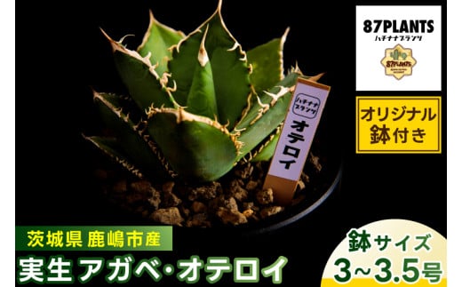 鹿嶋市産 実生アガベ　オテロイ（オリジナル鉢付き）（KCP-12）
