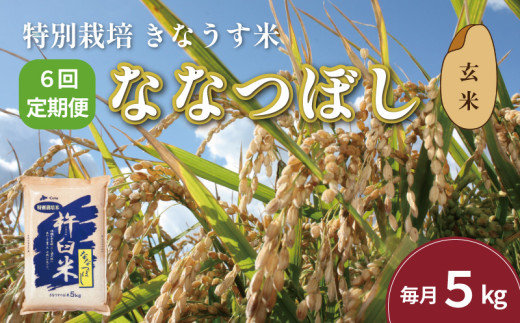 【玄米6ヶ月定期便】特別栽培「きなうす米」ななつぼし5kg×6回 K006 261244 - 北海道栗山町
