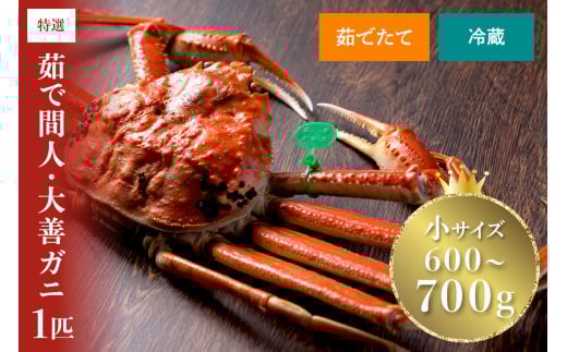 【蟹の匠 魚政】京丹後市産 未冷凍 茹で間人ガニ大善ガニ 特撰 小サイズ (600~700g) 1匹【2026年1月初旬～発送：土日祝】　松葉蟹 大善ガニ ボイル 間人ガニ 松葉ガニ 蟹味噌 かにみそ かに カニ 蟹 国産 海産物 海の幸 間人蟹 間人がに たいざがに　UO01391