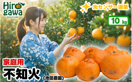不知火 （ しらぬい ） 10kg+250g（痛み補償分） 家庭用 光センサー / デコポン 訳あり 甘い 和歌山 柑橘 ※2月上旬～3月下旬に順次発送 ※北海道・沖縄・離島への配送不可【ikd010-c-10C】 2153436 - 和歌山県広川町