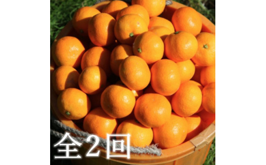 ＜発送月固定定期便＞代々橙みかん5kg(家庭用・サイズ混合)＜E83-50＞全2回【4068839】