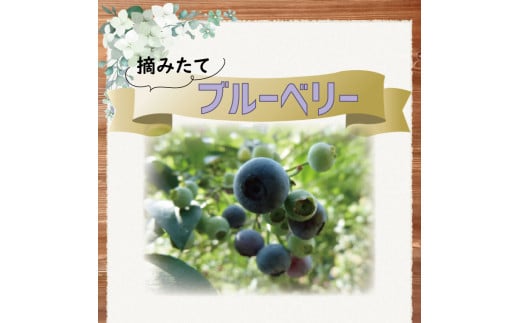 【2025年7月中旬より順次発送】摘みたてのブルーベリー 1kg(500g×２パック)｜ブルーベリー フルーツ くだもの 果物 先行予約 ジャム ヨーグルト 茨城県 行方市 送料無料(AZ-1) 354102 - 茨城県行方市