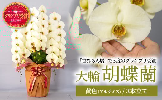 胡蝶蘭 黄色 アルテミス 3本立て | 花 お花 大輪胡蝶蘭 こちょうらん コチョウラン 蘭 洋蘭 花 贈答 開店祝い ギフト 贈り物 プレゼント 御祝 お祝い 開業祝い 新築祝い 引越し祝い 結婚祝い 出産祝い 内祝い 昇進祝い 誕生日 結婚記念日 記念日 母の日 父の日 敬老の日 お中元 お歳暮 仏事 国分寺洋蘭園 埼玉県 北本市