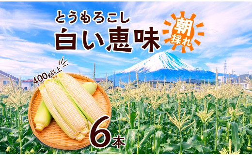 [レビューキャンペーン実施中]とうもろこし 白い恵味 ホワイト 400g以上×6本 計2.4kg以上 高糖度 トウモロコシ スイートコーン 玉蜀黍 白 夏野菜 ジューシー 野菜 おやつ 甘い 旬 産地直送 送料無料 湖南野菜出荷組合 山梨県 富士河口湖町 新鮮 甘み ジューシー 夏 野菜セット 旬の味覚