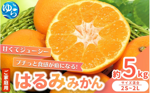 【来シーズン先行予約】家庭用 はるみみかん 約5kg ※2026年2月上旬～順次発送農家直送 / くだもの  果実  柑橘 果物 フルーツ 国産 和歌山県 由良町 ご家庭用 人気 おすすめ【nktn006】 1530795 - 和歌山県由良町