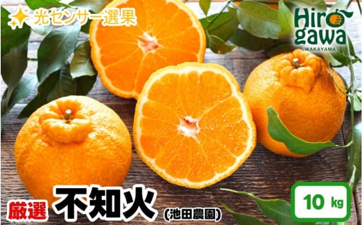 不知火 （ しらぬい ） 10kg+250g（痛み補償分） 厳選 光センサー / デコポン 高級 甘い 和歌山 柑橘 ※2月上旬～3月下旬に順次発送 ※北海道・沖縄・離島への配送不可【ikd010-p-10】 2153398 - 和歌山県広川町