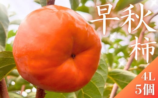 【先行予約】 真っ赤で大きくて甘い！ Farm m&aの早秋柿 4L×5個 秀品 岐阜県 大野町（2025年10月中旬～発送）農家直送 果物 フルーツ 秋の味覚 柿 かき 早秋 そうしゅう