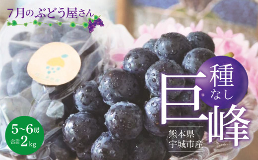 巨峰 7月のぶどう屋さん 種なし巨峰 2kg  5～6房入 松川果樹園 種無し巨峰 種なし たねなし きょほう ぶどう 葡萄 熊本県 宇城市産 冷蔵 送料無料【2025年7月上旬～2025年8月上旬発送予定】