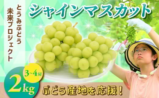 ぶどうの産地を応援！！とうみ未来ブドウプロジェクトと子どもたちが送る　シャインマスカット 約2kg（3～4房）【秋お届け】｜長野県  人気 ぶどう 贈答用 ギフト フルーツ 果物 おすすめ 厳選 種無し 皮ごと 大粒
