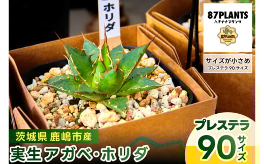 鹿嶋市産 実生ホリダ プレステラ90サイズ (KCP-39）