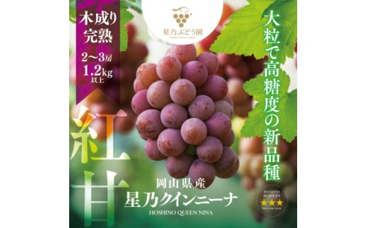 ＜三つ星ブランド＞星乃クインニーナ 数量限定 2房～3房(1.2kg以上)【1601625】