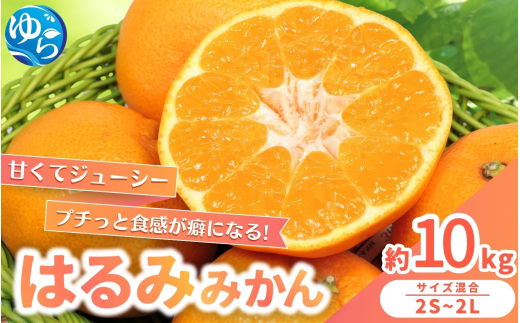 【来シーズン先行予約】農家直送  はるみみかん 約10kg S～4Lサイズ混合 ※2026年2月上旬～順次発送農家直送 / くだもの  果実  柑橘 果物 フルーツ 国産 和歌山県 由良町 ご家庭用 人気 おすすめ【nktn013】 2078072 - 和歌山県由良町