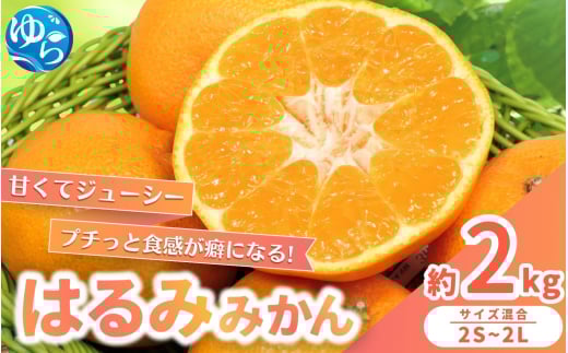 【来シーズン先行予約】農家直送  はるみみかん 約2kg S～4Lサイズ混合 ※2026年2月上旬～順次発送農家直送 / くだもの  果実  柑橘 果物 フルーツ 国産 和歌山県 由良町 ご家庭用 人気 おすすめ【nktn018】 2115929 - 和歌山県由良町