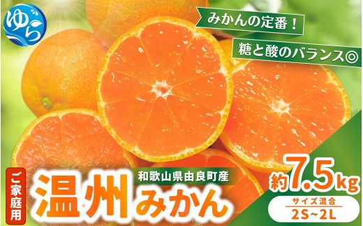 【先行予約】家庭用 温州みかん 約7.5kg ※2025年11月中旬頃～2025年12月中旬頃に順次発送  / 農家直送 くだもの  果実  柑橘 果物 フルーツ 国産 和歌山県 由良町 ご家庭用 人気 おすすめ【nktn004】 1530793 - 和歌山県由良町