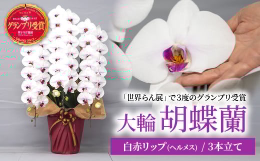 胡蝶蘭 白色赤リップ ヘルメス 大輪 | 花 お花 大輪胡蝶蘭 こちょうらん コチョウラン 蘭 洋蘭 花 贈答 開店祝い ギフト 贈り物 プレゼント 御祝 お祝い 開業祝い 新築祝い 引越し祝い 結婚祝い 出産祝い 内祝い 昇進祝い 誕生日 結婚記念日 記念日 母の日 父の日 敬老の日 お中元 お歳暮 仏事 国分寺洋蘭園 埼玉県 北本市